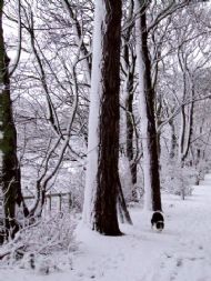 Wirral Snow
